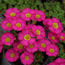 Oxalis obtusa Series Bulb - 'Ruby', 10 Bulbs