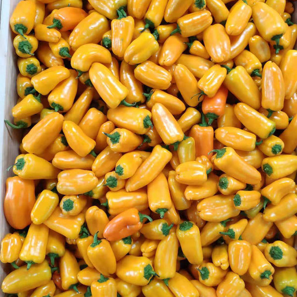 Mini Yellow Sweet Pepper, 10 Seeds