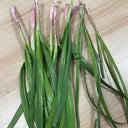 Purple Root Chinese Chives Seeds, 10g