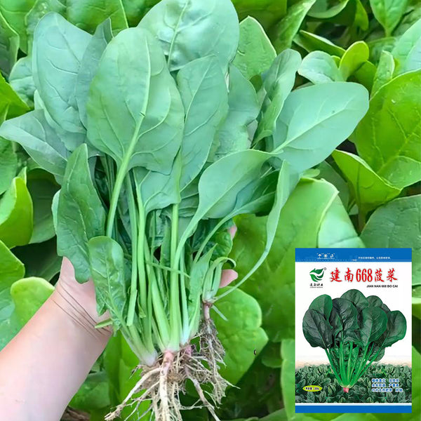 Jiannan 668 Spinach Seeds, 300g