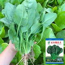 Jiannan 668 Spinach Seeds, 300g