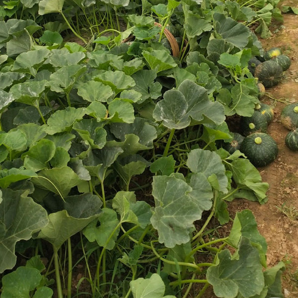 'Yi Nong Jin Li' Pumpkin Seeds, 10g