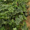'Yi Nong Jin Li' Pumpkin Seeds, 10g