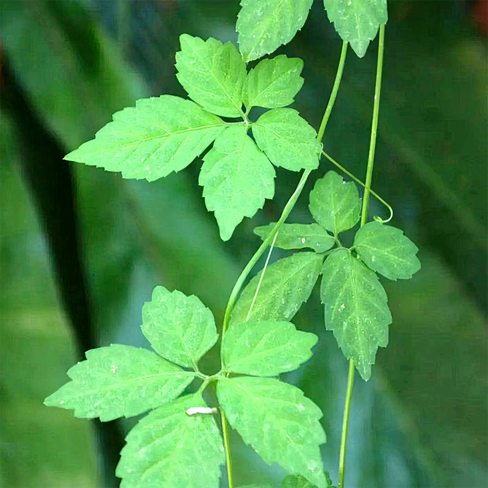 Gynostemma pentaphyllum Seeds