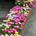 Summer Color Mix Lampranthus Seeds, 1 gram ≈ 3500 Seeds