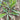 Jiliqingfeng Wild Qumai Chicory Seeds, 2g