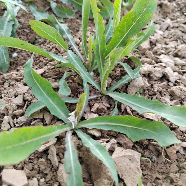 Jiliqingfeng Wild Qumai Chicory Seeds, 2g