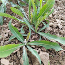 Jiliqingfeng Wild Qumai Chicory Seeds, 2g
