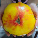 Cocktail Fruit Tomato, 20 Seeds