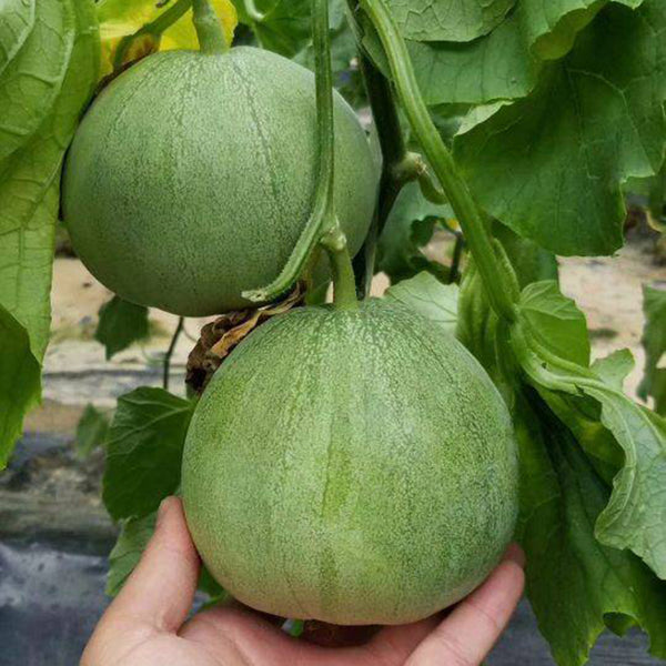 Xin Meiyu F1 Melon Seeds, 10g