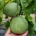 Xin Meiyu F1 Melon Seeds, 10g
