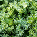 Curly kale Seeds, 10g