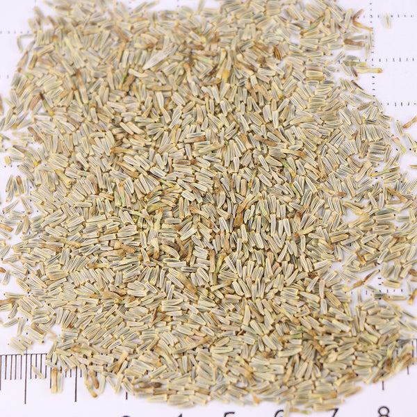 White Max Chrysanthemum, 600 Seeds