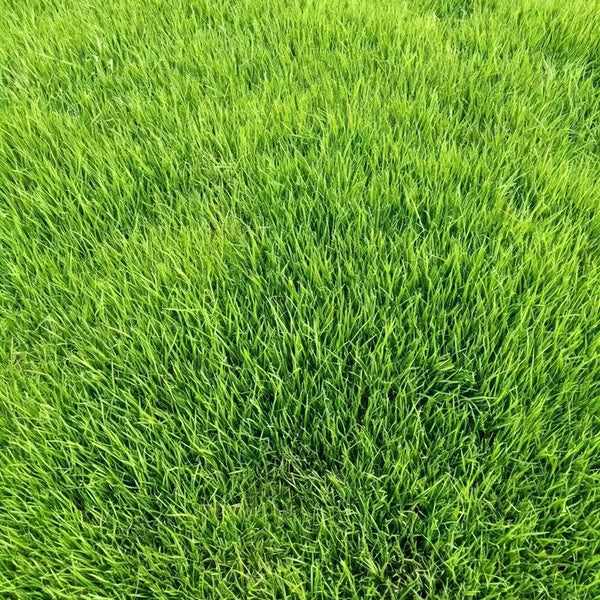 Purple Sheep Fescue Seeds, 50 Grams ≈ 60000 Seeds