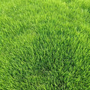 Purple Sheep Fescue Seeds, 50 Grams ≈ 60000 Seeds
