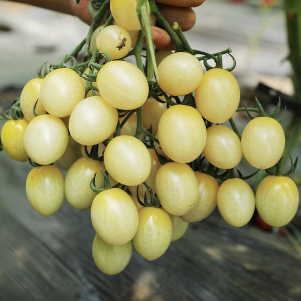 Yanbai No. 9 Cherry Tomato, 20 Seeds