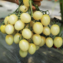 Yanbai No. 9 Cherry Tomato, 20 Seeds