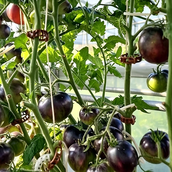 792 Dwarf Gondwana Thunder Tomato, 5 Seeds