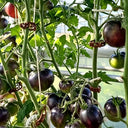 792 Dwarf Gondwana Thunder Tomato, 5 Seeds