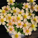 Oxalis obtusa Series Bulb - 'Flicker', 2 Bulbs