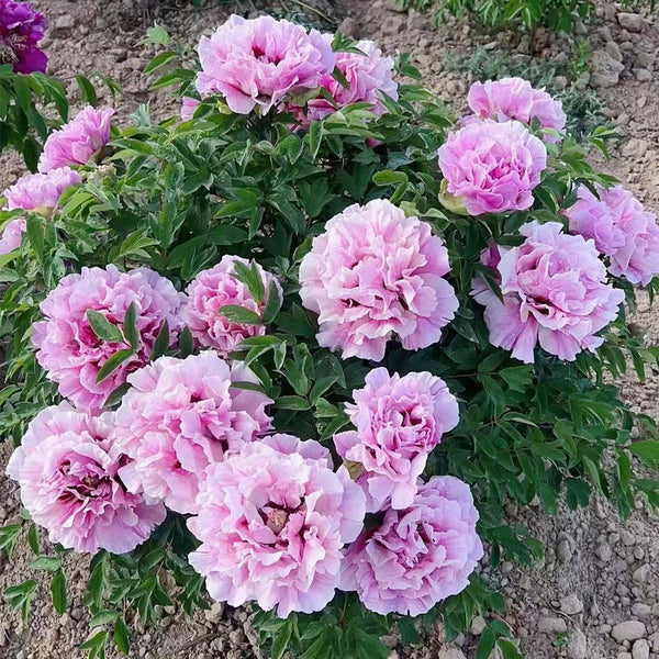 Purple-spotted Peony Mixed, 20 Seeds