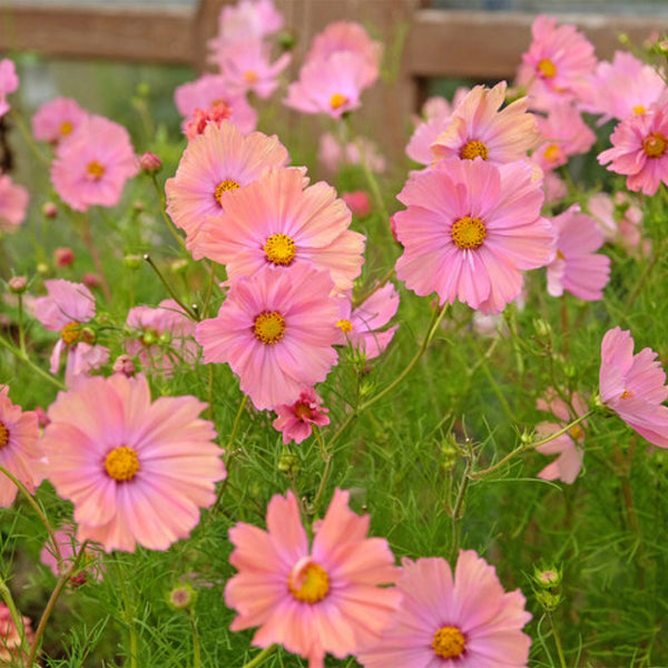 Hezhichun Cosmos bipinnatus 'Apricotta' Seeds, 1g