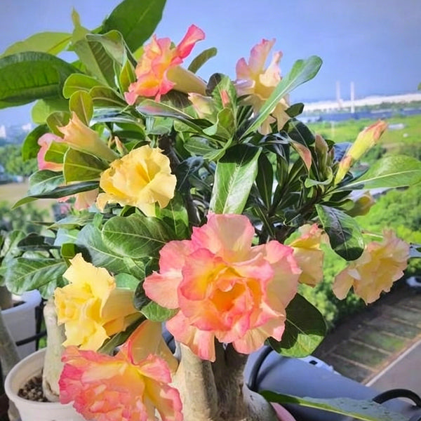 Desert Rose Mixed Colors, 20 Seeds