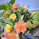 Desert Rose Mixed Colors, 20 Seeds