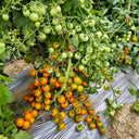 683 Golden Rapunzel Tomato, 5 Seeds