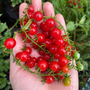 Red Currant Sweet Pea Tomato, 20~30 Seeds