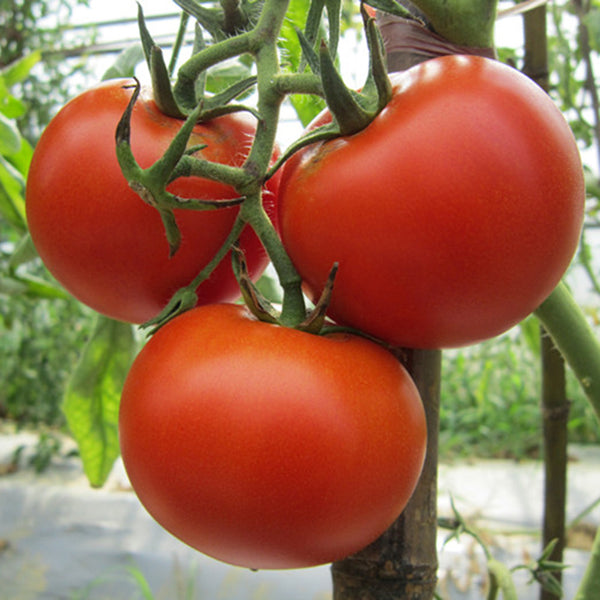 Venice F1-199 Tomato, 5 Seeds