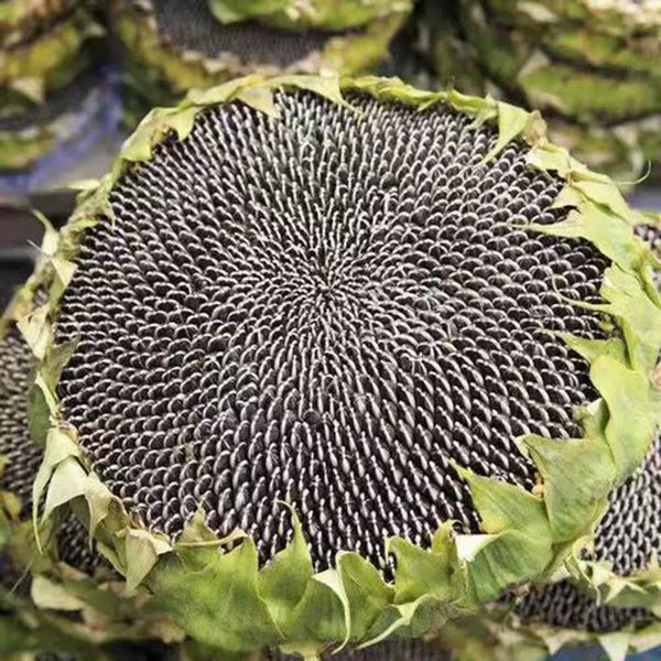 Dwarf Edible Sunflower Seeds, 10g