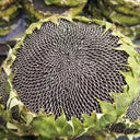 Dwarf Edible Sunflower Seeds, 10g