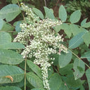 Chinese Sumac Seeds,100 Seeds