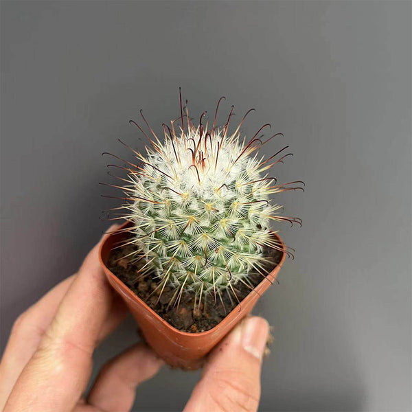 Mammillaria bombycina, 3-4cm