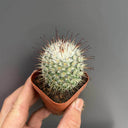 Mammillaria bombycina, 3-4cm