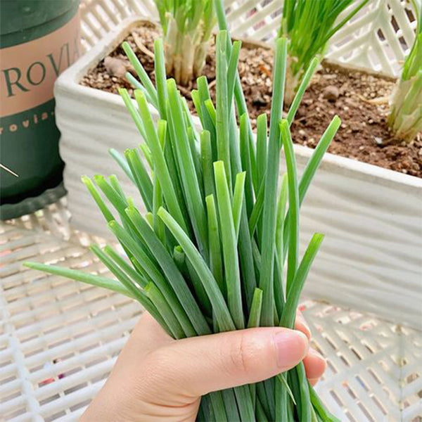 Chives (Allium schoenoprasum) Seeds, 200 Seeds