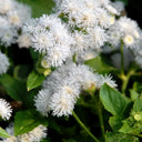 Large-Flowered Ageratum (White), 500 Seeds