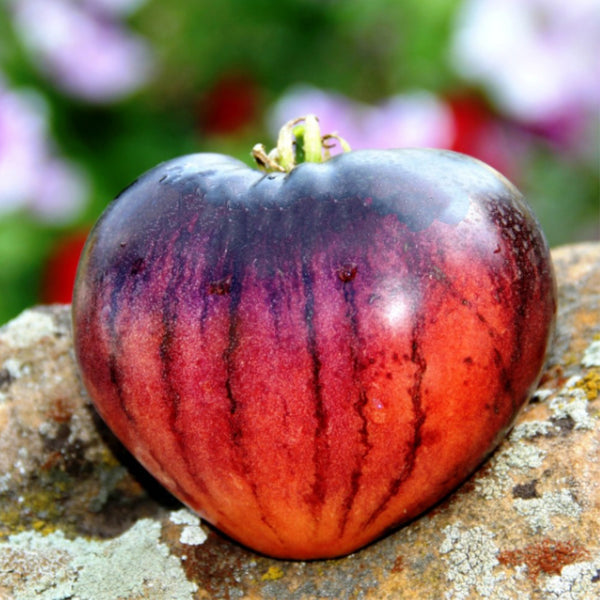 704 KAS/21 Tomato, 5 Seeds