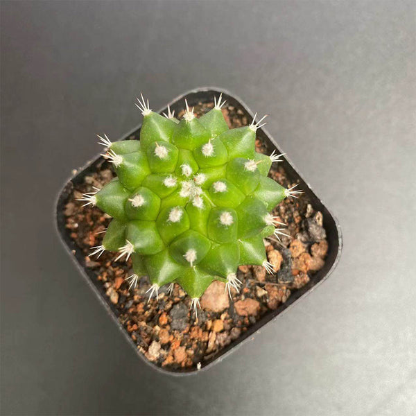 Mammillaria magnimamma 'Toluca', 3-4cm