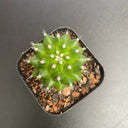 Mammillaria magnimamma 'Toluca', 3-4cm