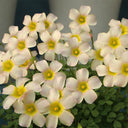 Oxalis obtusa Series Bulb - 'Kunzite', 10 Bulbs