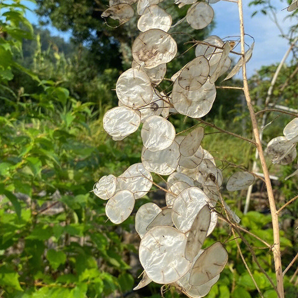 Silver Dollar Plant, 50 Seeds