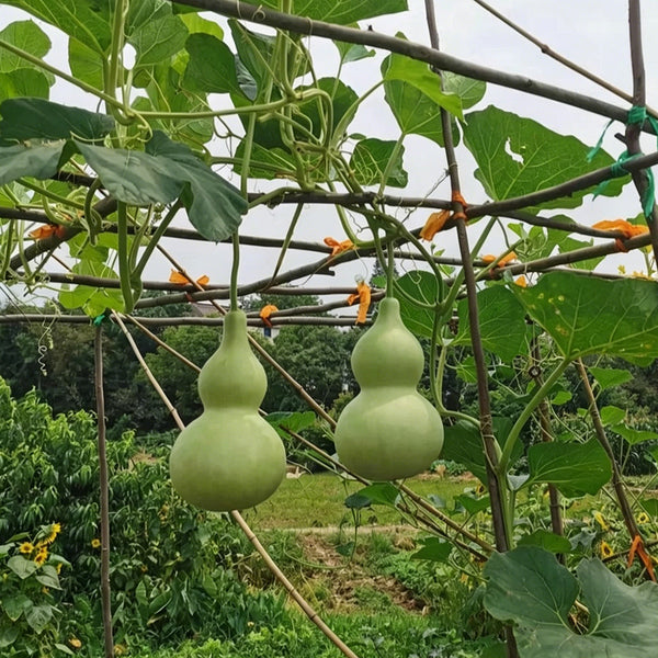 Thick-neck Eight Treasures Gourd, 10 Seeds