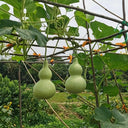 Thick-neck Eight Treasures Gourd, 10 Seeds