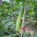 Yanbai No.7 White Cucumber Seeds, 10g