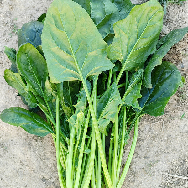 MoBao 618 Large-Leaf Spinach Seeds, 20g