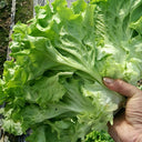 'Jiemei' Fast-Growing Loose-Leaf Lettuce, 2000 Seeds