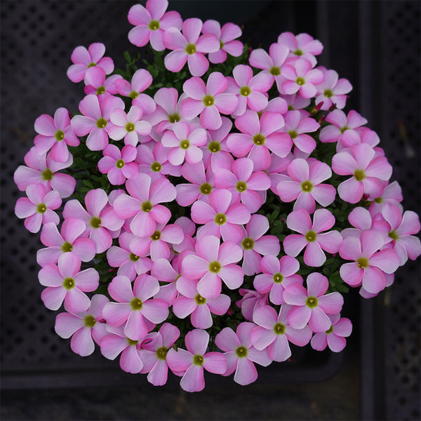 Oxalis glabra Series Bulb - 'Ice Firefly', 20 Bulbs