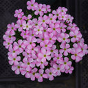 Oxalis glabra Series Bulb - 'Ice Firefly', 20 Bulbs